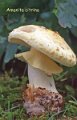 Amanita citrina-amf204
